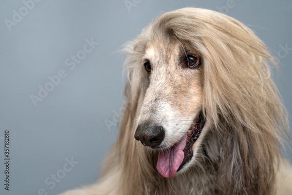 Fototapeta Afghan hound