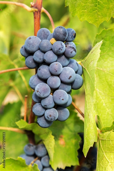 Fototapeta Purple red grapes with green leaves on the vine. fresh fruits. Selective Focus