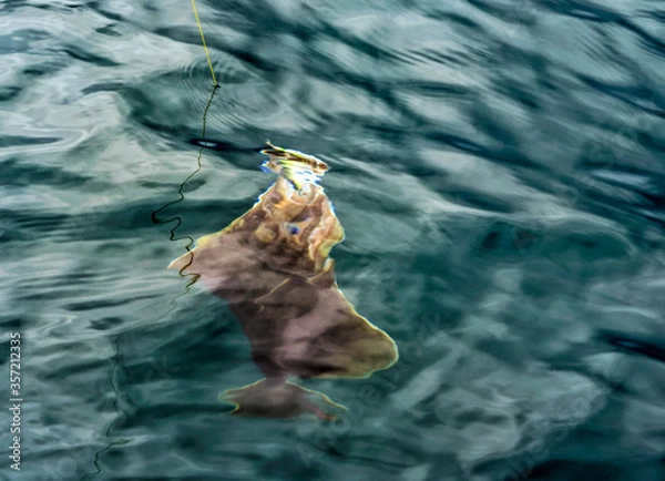 Fototapeta Catching halibut.