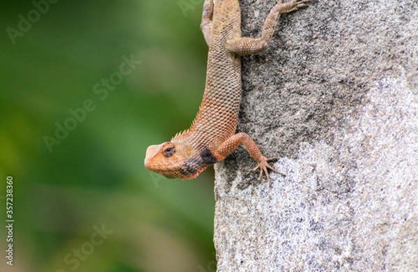 Obraz chameleon clinging to a wall raising its head 