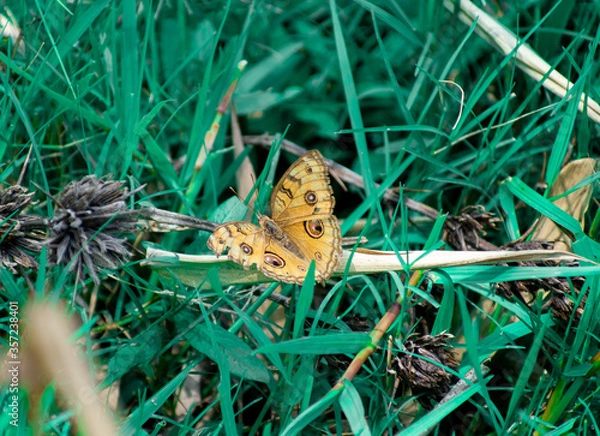 Obraz peacock pansy butterfly on grass