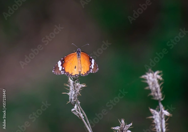 Fototapeta common orange butterfly on a cactus