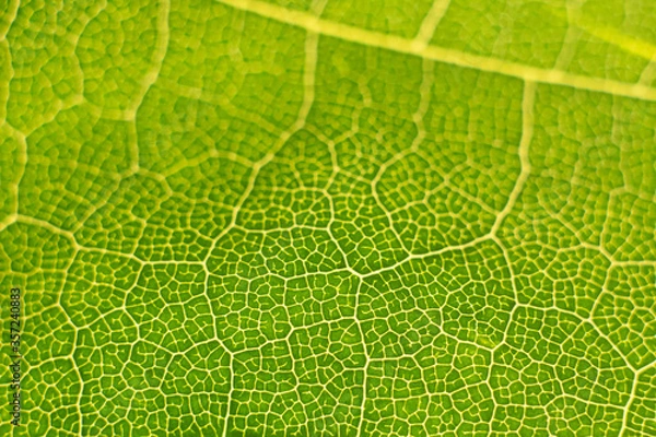 Fototapeta green leaf structure in macro