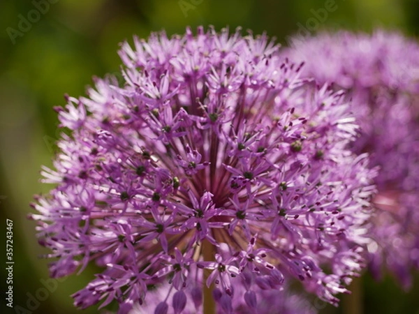 Obraz Gros plan floral