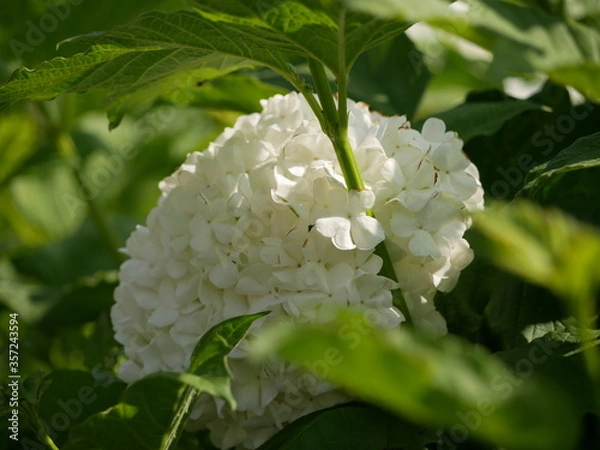 Obraz Arbuste boule de neige