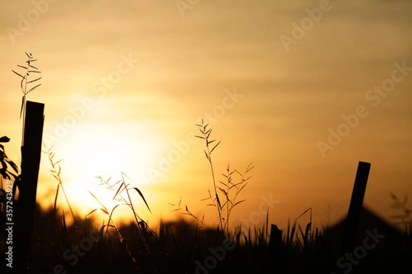 Obraz sunset in the grass