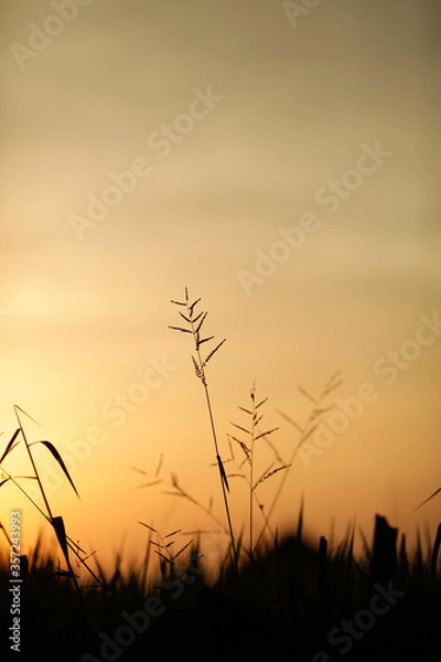 Obraz sunset in the grass