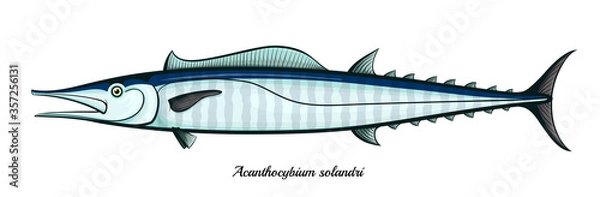 Obraz wahoo fish isolated vector illustration