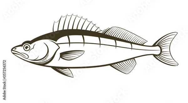 Obraz walleye fish outline engraving vector illustration