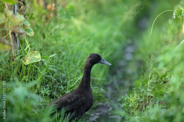 Fototapeta duck in the grass