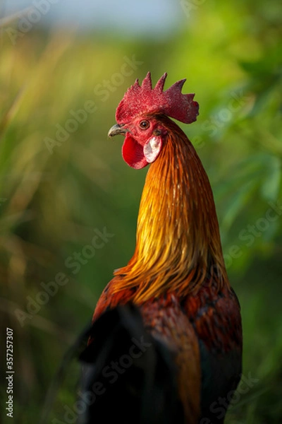 Obraz rooster in the farm