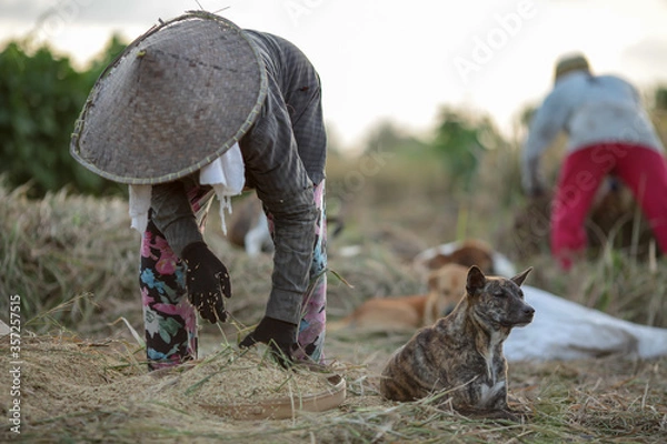 Fototapeta Farmers are collecting crops in the fields in a traditional way
