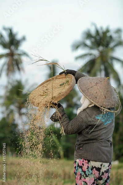 Fototapeta Farmers are collecting crops in the fields in a traditional way
