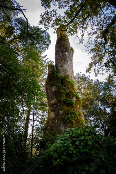 Fototapeta tree in the forest