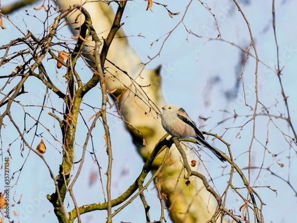 Fototapeta Close-up photo of white songbird on a twig. Long-tailed Tit, Aegihalos caudatus.