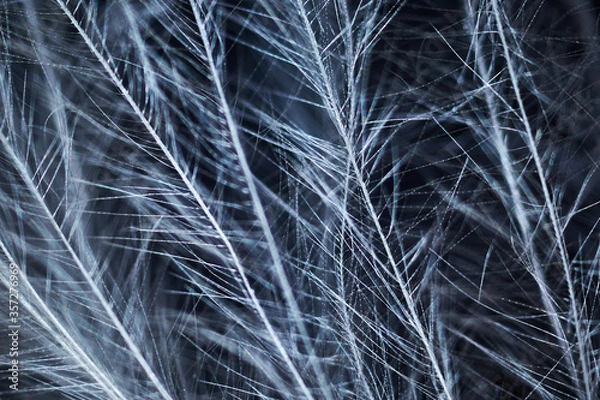 Obraz Bird feather under the microscope