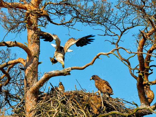 Fototapeta A mighty eagle the feeds the youngsters on the nest caught by the fish. Close-up dynamic photo of White-tailed Eagle, Haliaeetus albicilla.