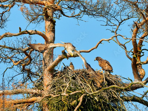 Fototapeta A mighty eagle the feeds the youngsters on the nest caught by the fish. Close-up dynamic photo of White-tailed Eagle, Haliaeetus albicilla.