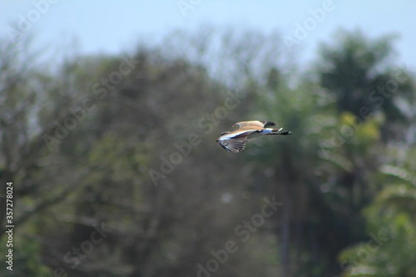 Obraz Ave Tero atacando