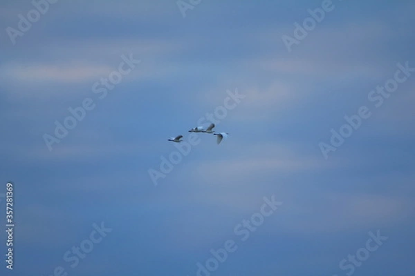 Obraz bandada de pajaros 