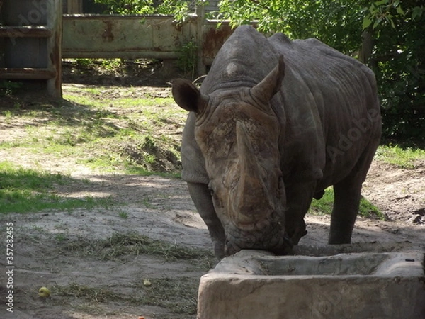 Fototapeta Rhinoceros close-up.