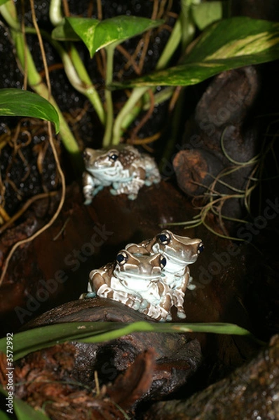 Obraz Amazon Milky Treefrog