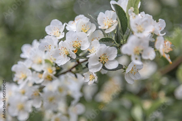 Obraz Jasmine. Close-up. Concept: summer flowers
