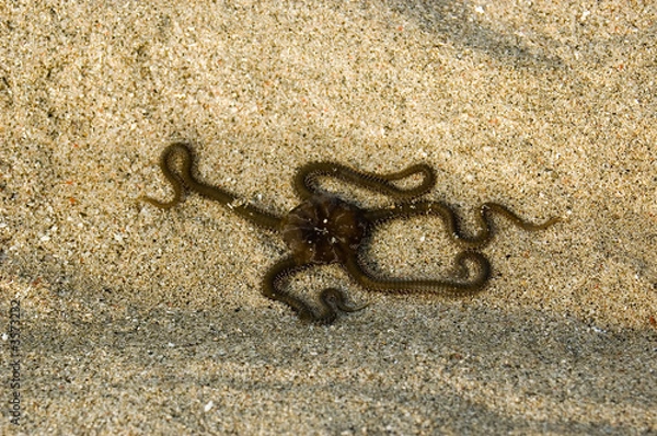 Obraz Octopussy