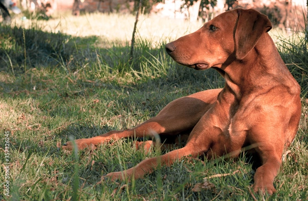 Obraz Perro de Caza Perú Cajamarca