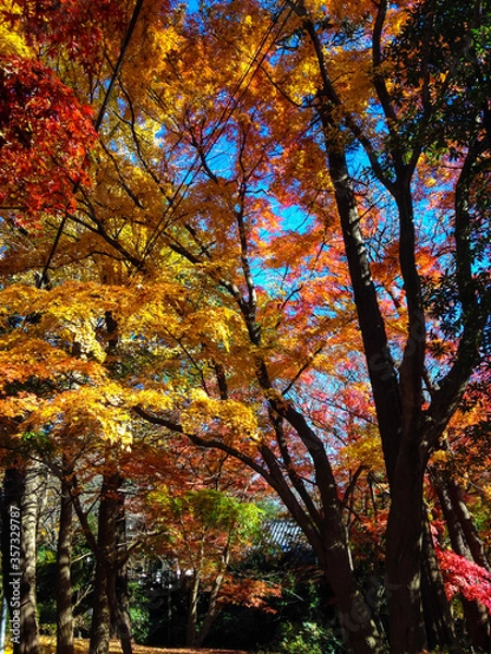 Fototapeta 秋の細道