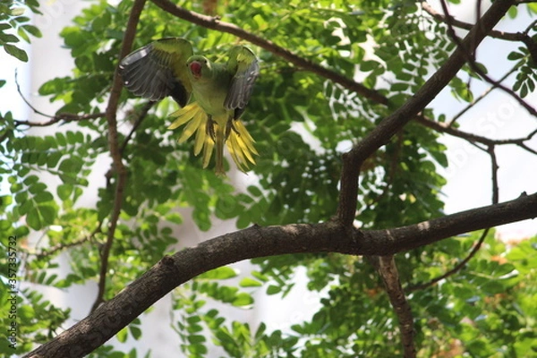 Fototapeta Flying Parrot 