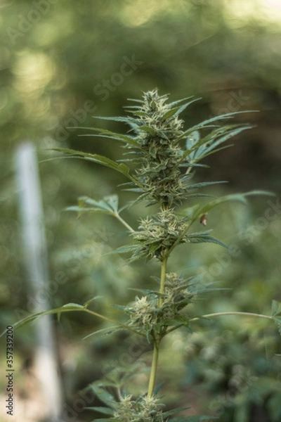 Fototapeta close up of grass