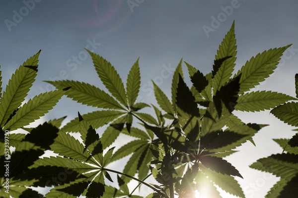 Fototapeta cannabis leaf background