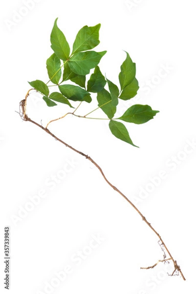 Fototapeta Leaves and root of poison ivy (Toxicodendron radicans) isolated on white background