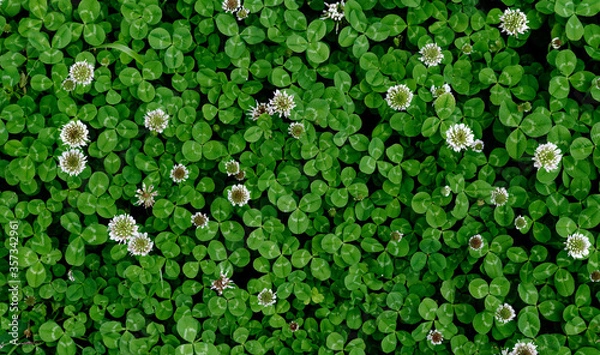Obraz A patch of clover spotted with white flowers