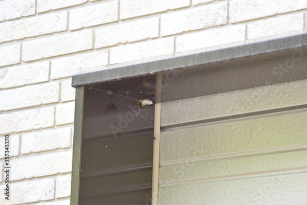 Fototapeta 蜂と蜂の巣