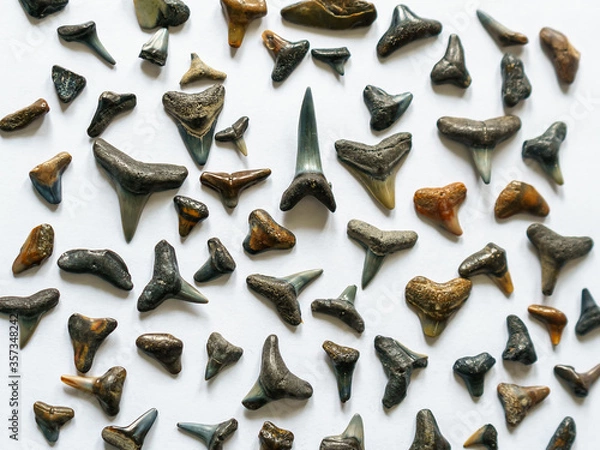 Obraz Fossil shark teeth collection on white background