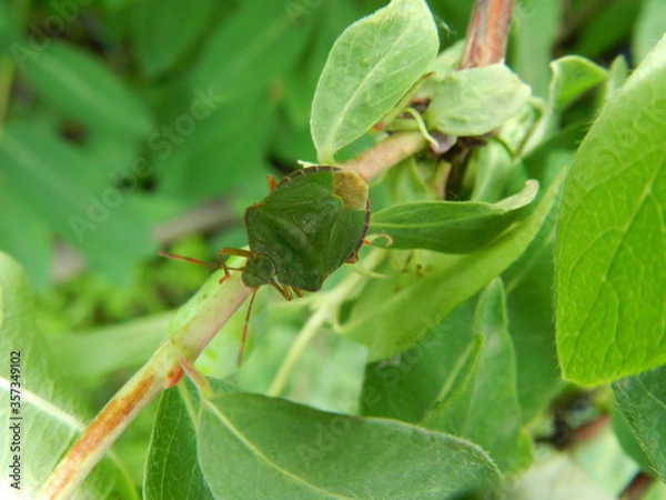 Fototapeta green bug on a leaf