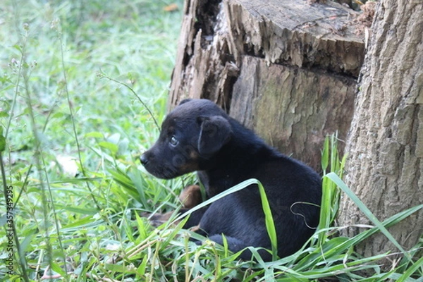 Fototapeta black bear cub