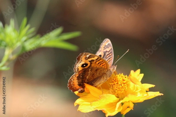 Fototapeta Butterfly