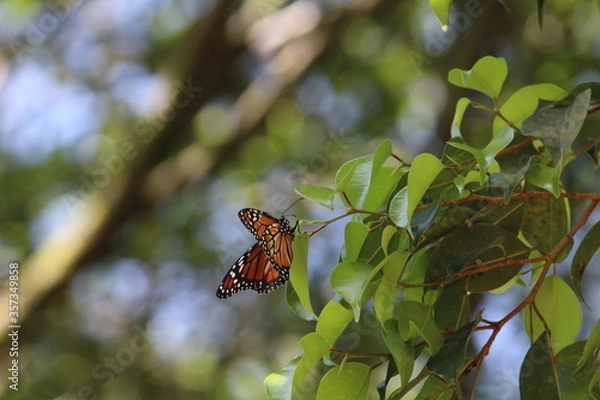 Fototapeta Butterfly