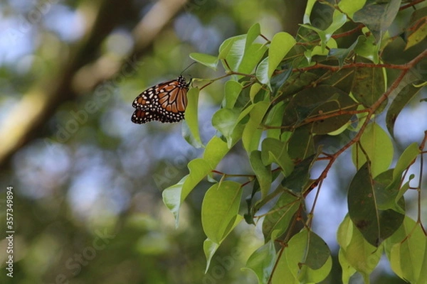 Fototapeta Butterfly