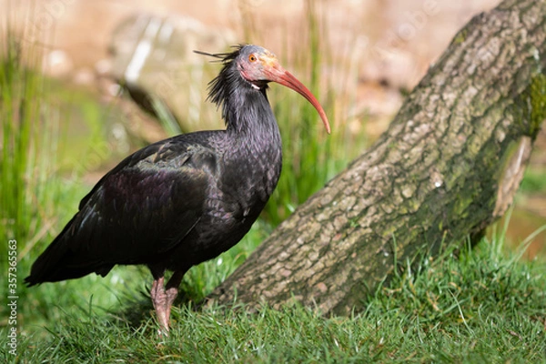 Obraz Northern bald ibis