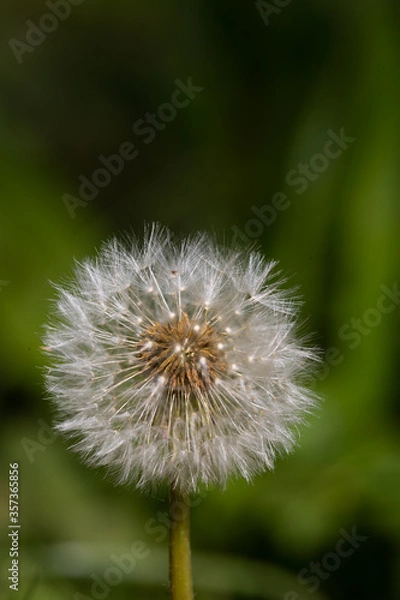 Obraz Dandelion