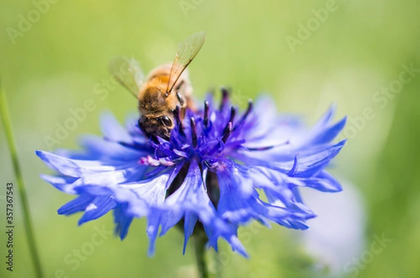 Obraz Cornflower