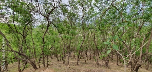 Obraz Tree field on the mountain