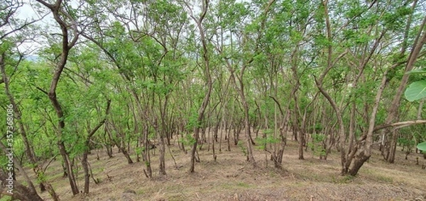 Obraz Trees on the mountain