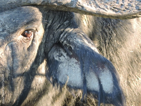 Obraz Big Buffalo bull. Face Close up