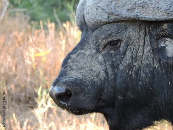 Obraz Big Buffalo bull. Face Close up