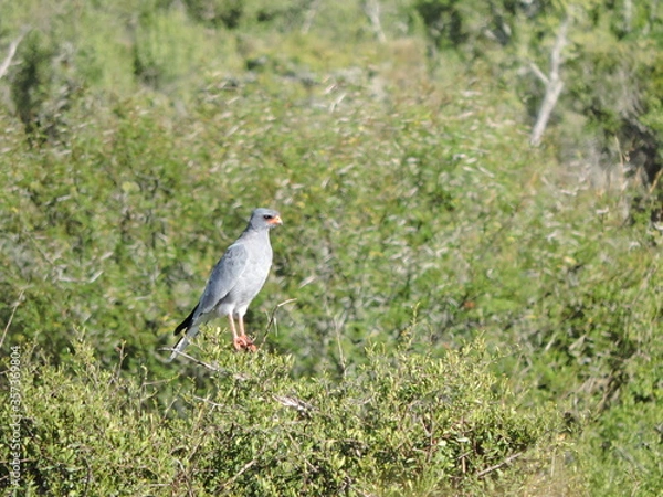 Fototapeta Southern Pale Chanting Goshawk perched on a branch